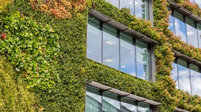Foliage and plants growing up a building